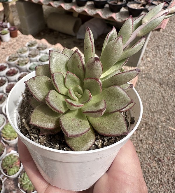 E. HB. MORANI X SUBCORYMBOSA (2) POTE 9
