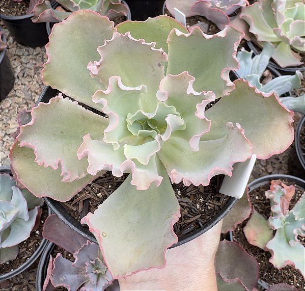 E. GIBB. CURLS POTE 11