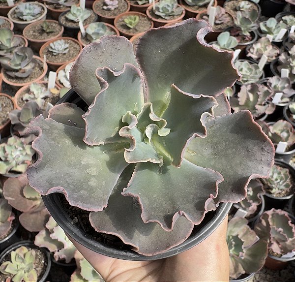 E. GIBB. DARK KNIGHT POTE 11