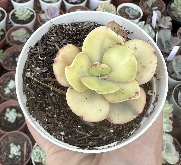 E. SUYON YELLOW POTE 9 (SEM RAIZ)