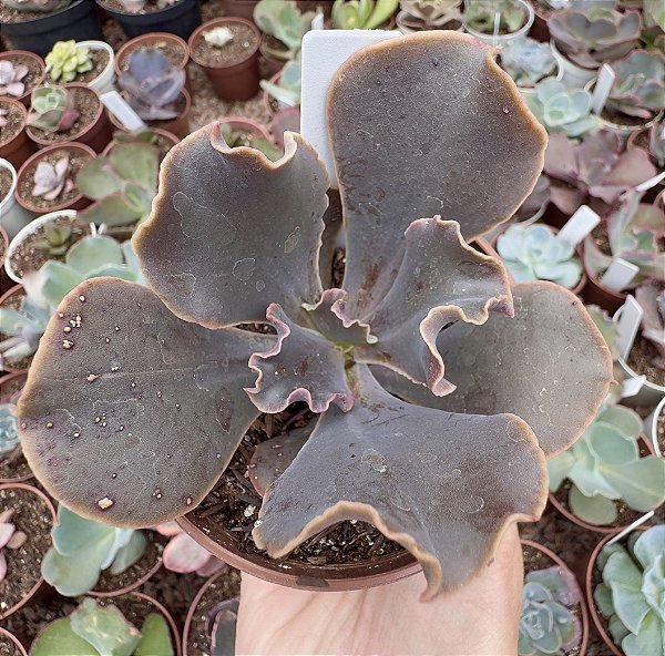 E. GIBB. BLACK SWAN POTE 11