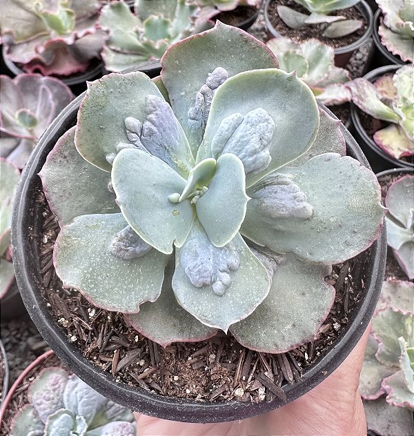 E. GIBB. CLASSIC BALLS POTE 11