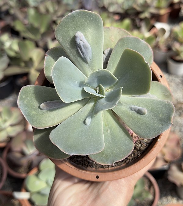 E. GIBB. CLASSIC BALLS POTE 11