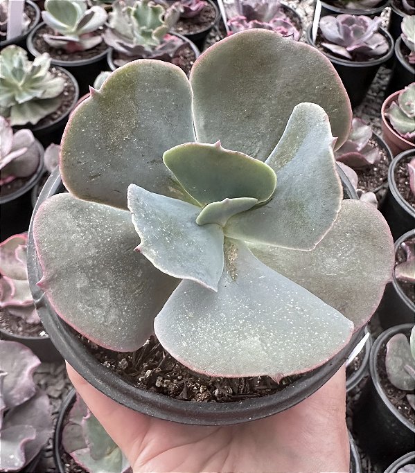 E. GIBB. OCEAN BLUE POTE 11