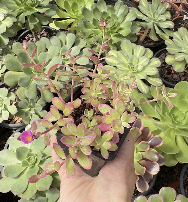 PORTULACA OLERACEA POTE 7