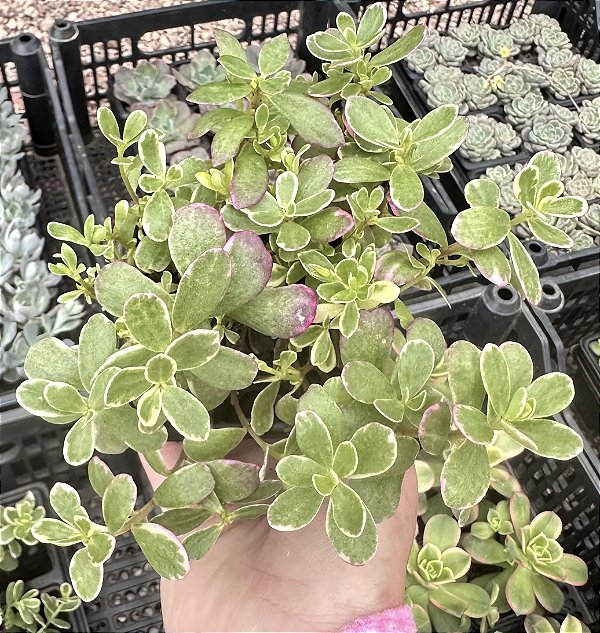 PORTULACA OLERACEA POTE 7