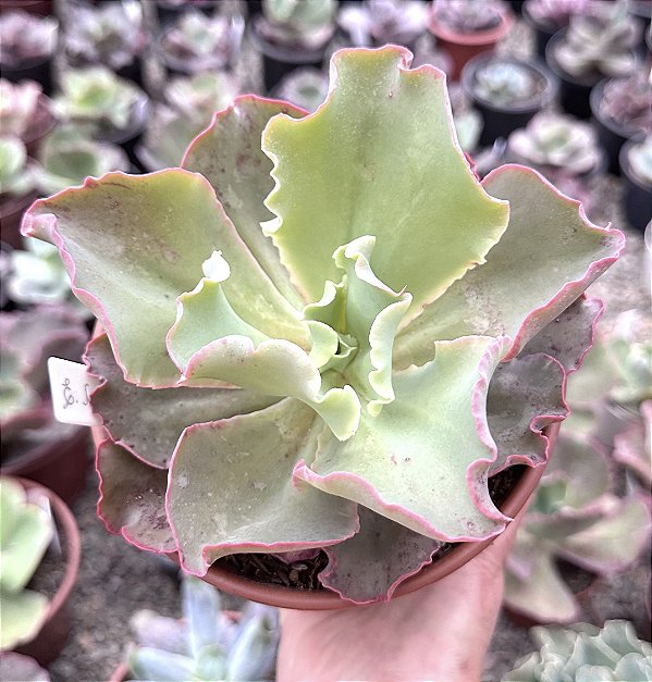 E. GIBB. CURLS POTE 11