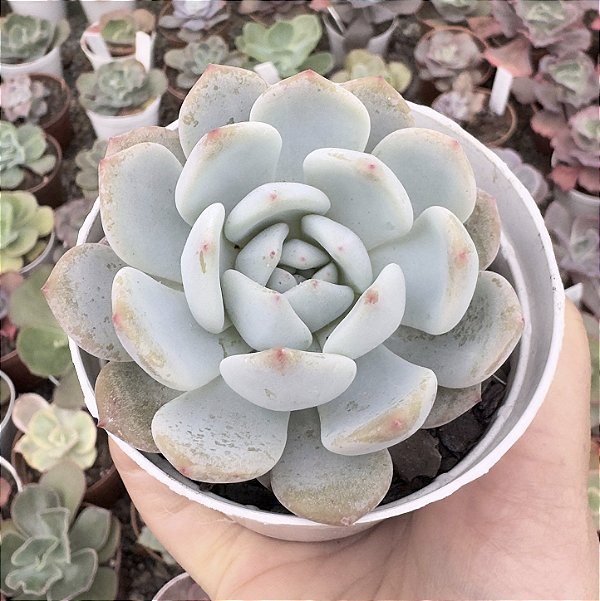 E. PINK ORANGE POTE 9