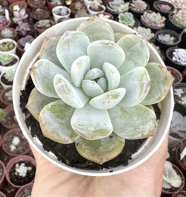 E. PINK ORANGE POTE 9