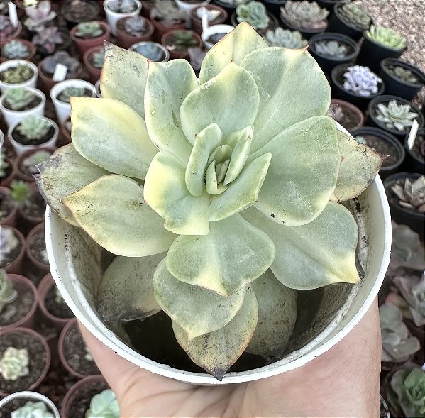 E. MOON GOODNESS YELLOW VAR. POTE 9