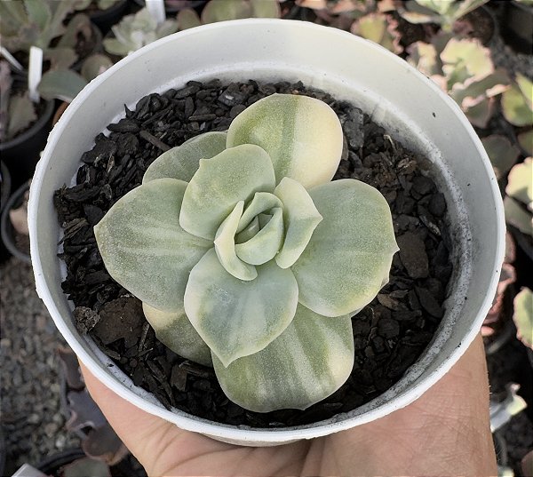 GRAP. LOVELY ROSE VAR. POTE 9