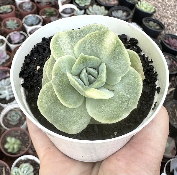 GRAP. LOVELY ROSE VAR. POTE 9