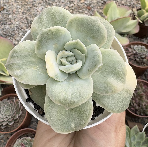 GRAP. LOVELY ROSE VAR. POTE 9