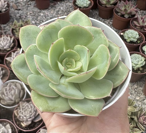 E. PEONY PAVILION POTE 9