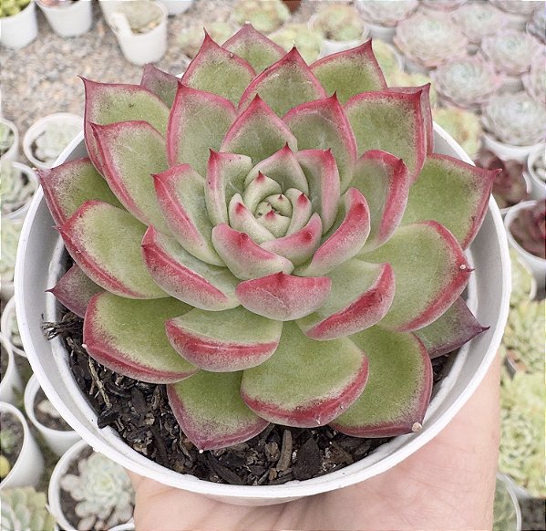 E. VIVACE POTE 9