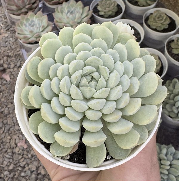 E. BALL OF FAT POTE 9