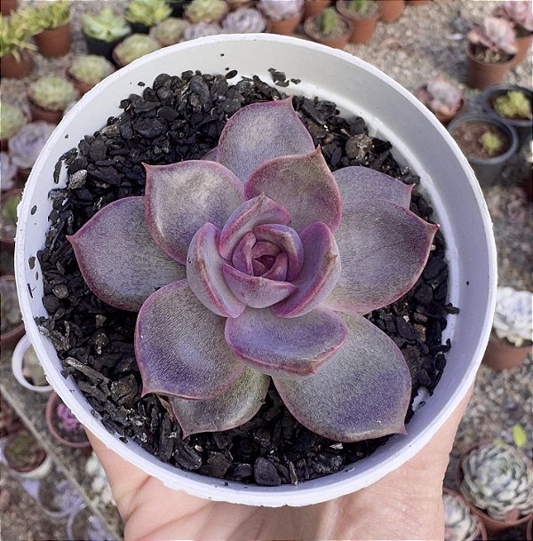 E. JADORE POTE 9