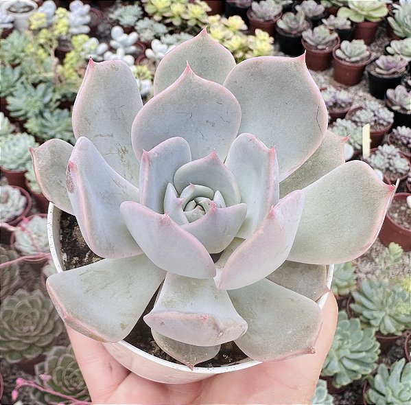 E. ELARA (EUROPA) POTE 9