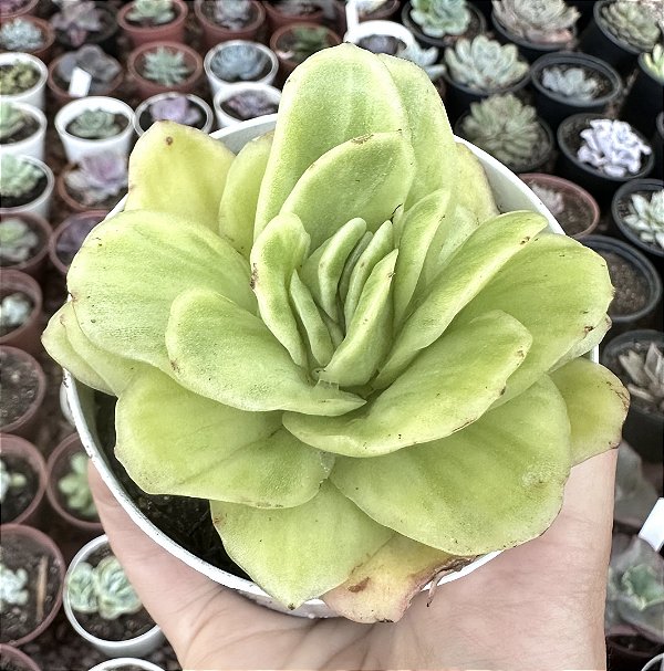 E. ICE ROSE VARIEGATA POTE 9