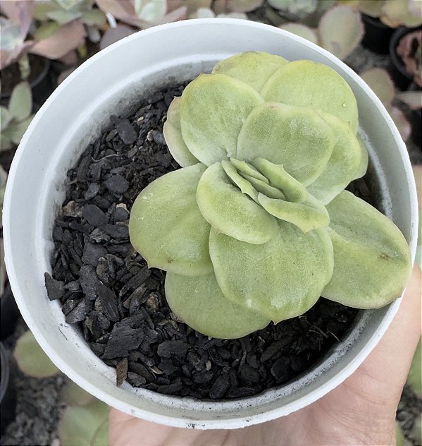 E. ICE ROSE VARIEGATA POTE 9