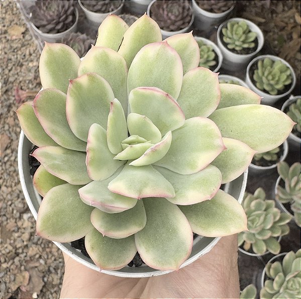 E. LUELLA VAR. POTE 9