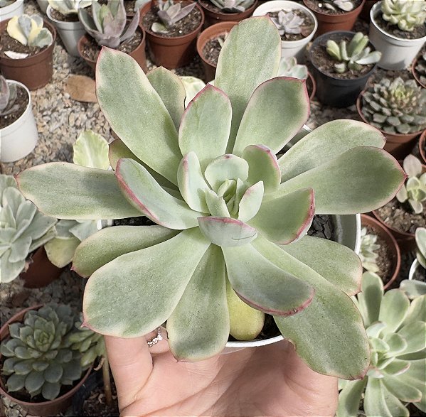 E. LUELLA VAR. POTE 9