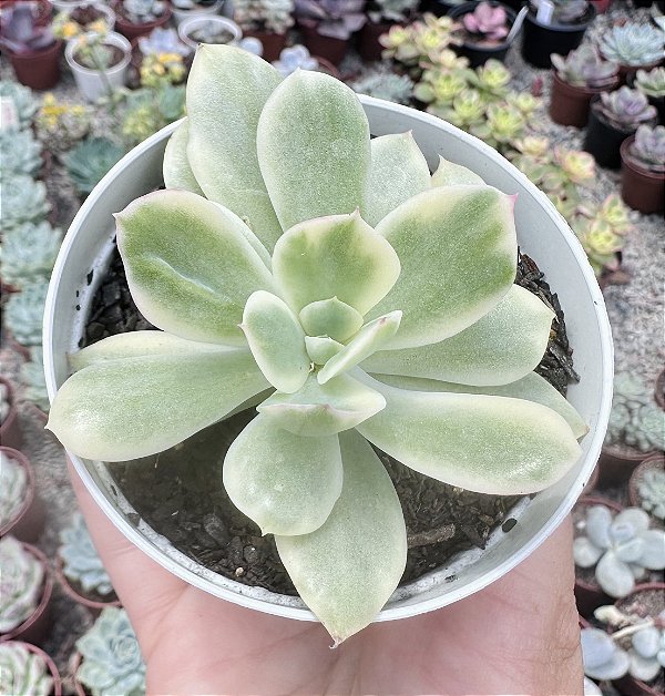 E. LUELLA VAR. POTE 9