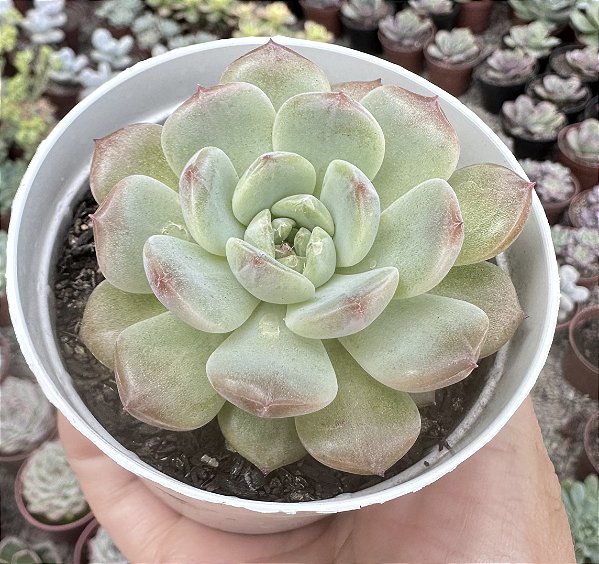 E. POMEGRANATE JENNY POTE 9