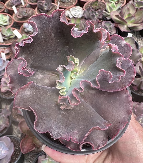 E. GIBB. MERIDIAN POTE 11