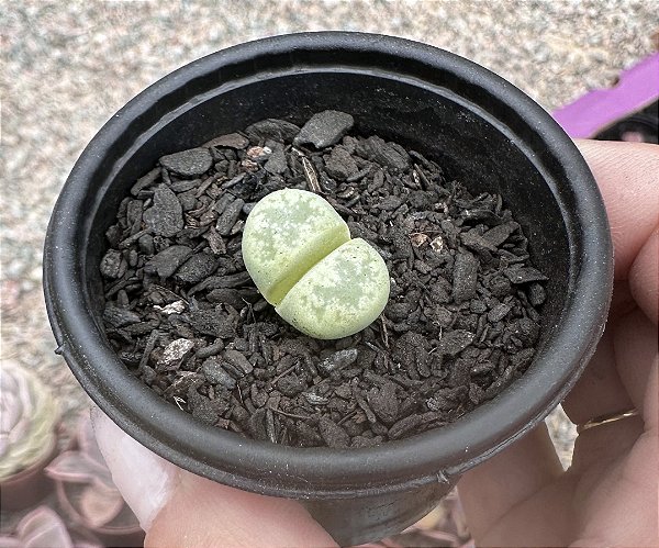 LITHOPS 2 POTE 6