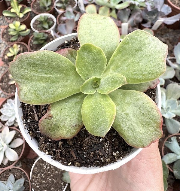 E. RED SAILING VAR. POTE 9