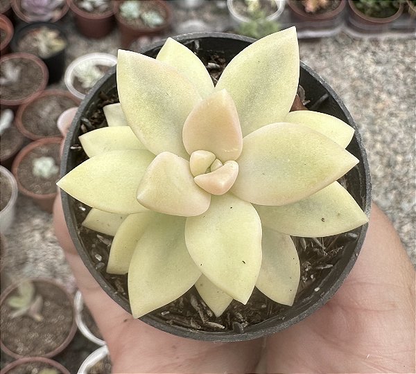 P. POWDER PUFF VAR. POTE 6