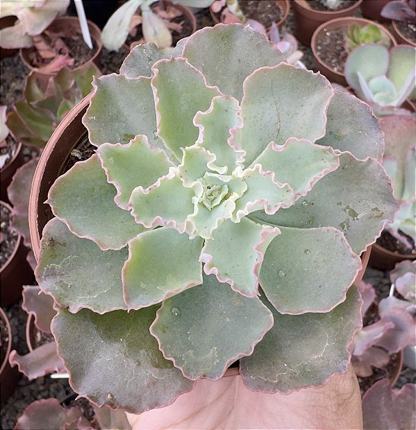 E. DOROTHY ESPANA POTE 9