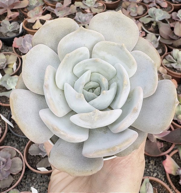 E. MOONDUST POTE 9