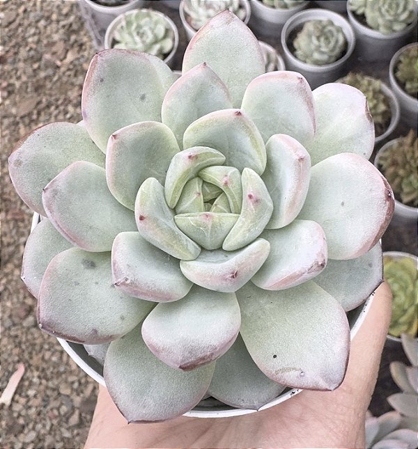 E. STAR JENNY POTE 9