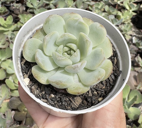 E. STAR JENNY POTE 9