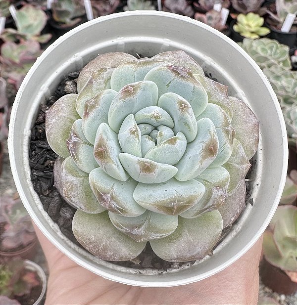 E. AMBER DIAMOND HEART POTE 9