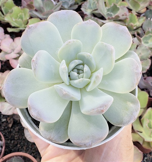 E. AMBER DIAMOND HEART POTE 9