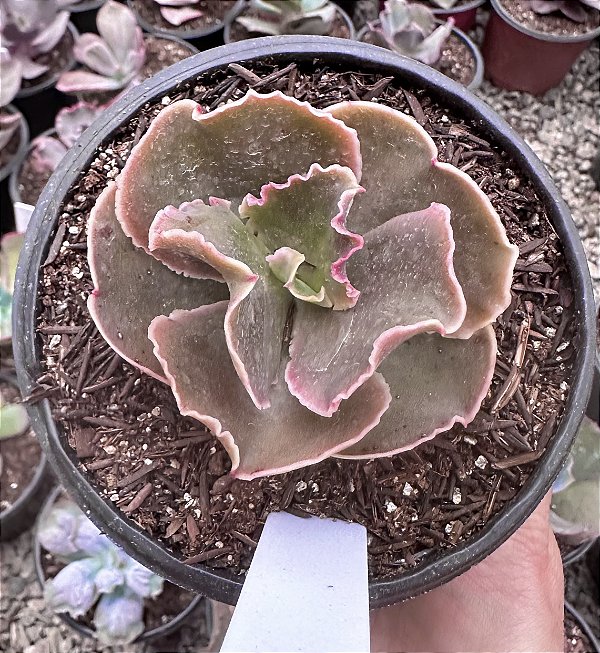 E. GIBB. MERIDA POTE 11