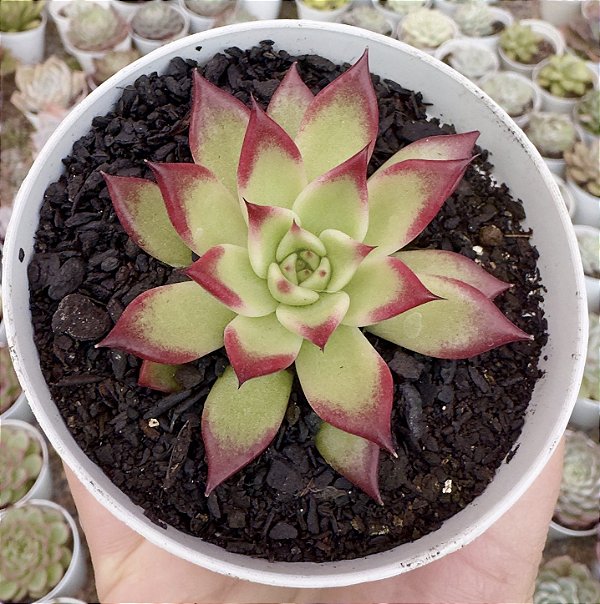 E. SARABONY POTE 9