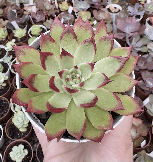 E. SARABONY POTE 9