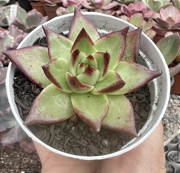 E. EBONY BACK JUICE POTE 9