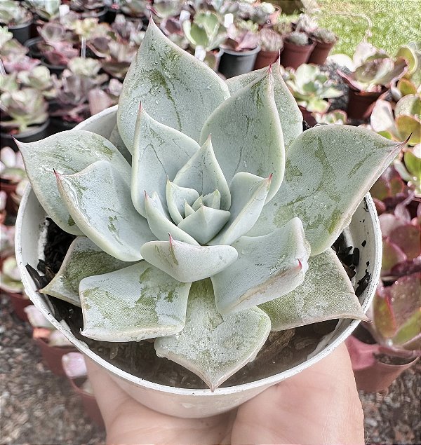 E. AQUILA BOMBADA POTE 9