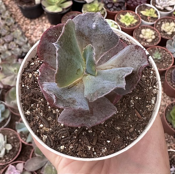 E. GIBB. TRAMADOL POTE 9