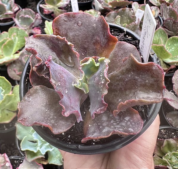 E. GIBB. TOMORROWLAND POTE 11