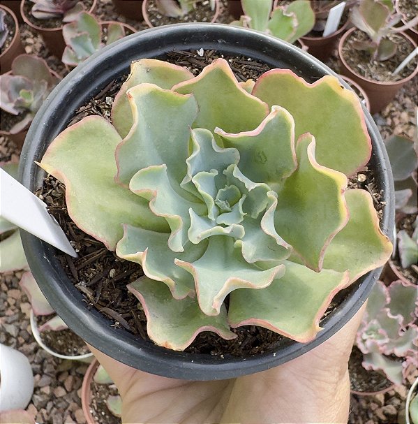 E. GIBB. DOROTHY POTE 11