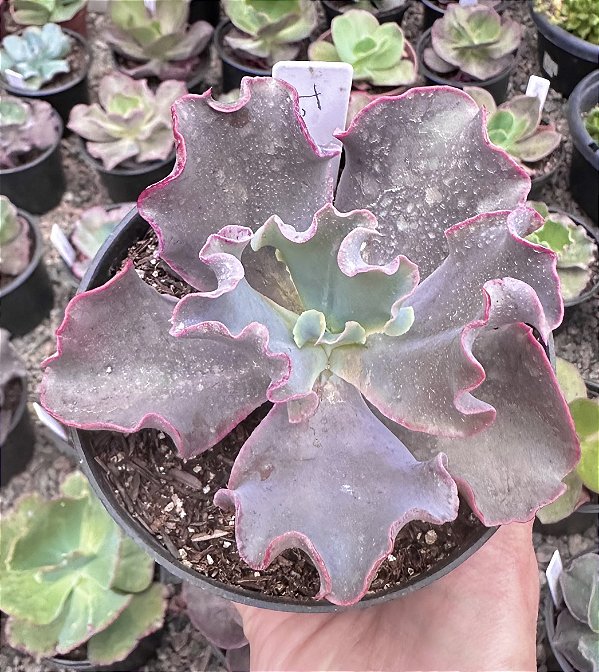 E. GIBB. TAMBORA POTE 11