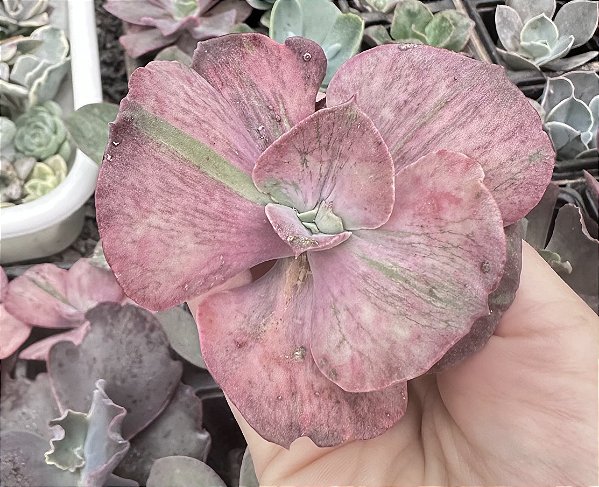 E. ONLY ONE (2) sem raiz