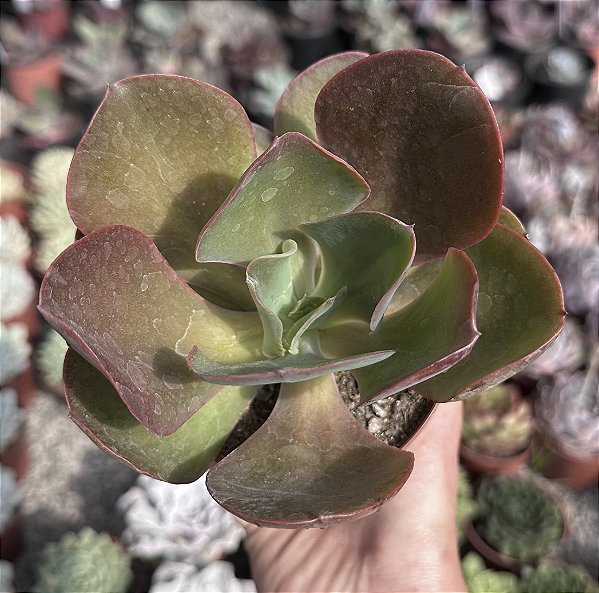 E. GIBB. BORDA RUBRA POTE 11