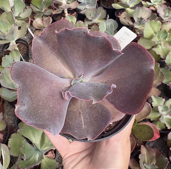 E. GIBB. NO 01 POTE 11